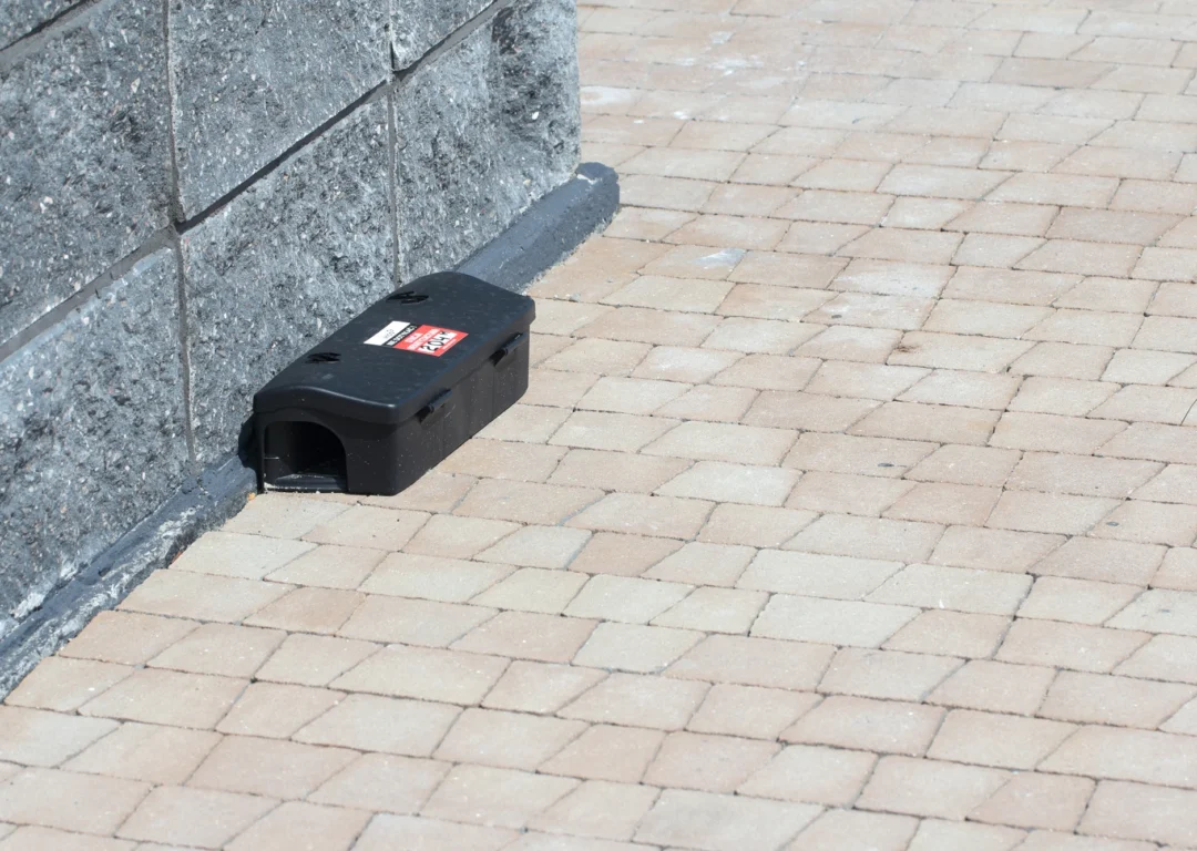 A black rodent control box on the ground beside a wall.