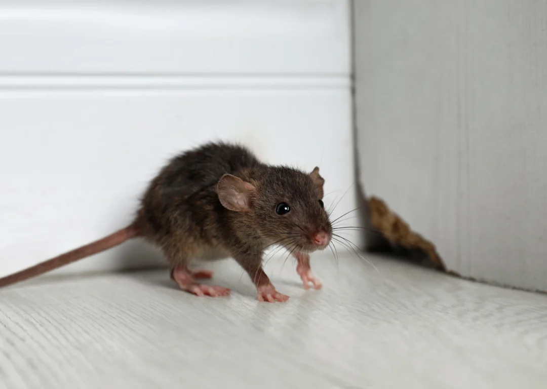 A small brown rat stands on a wooden floor.